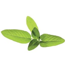 Sourcing | Seeds for Smart Pots Refill Sage, 3pcs | SGR7X3